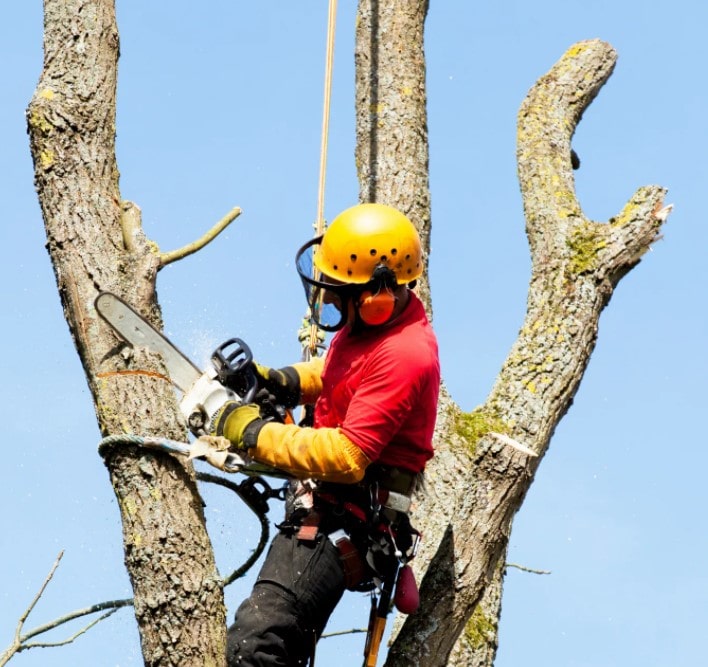 Спил аварийных деревьев)